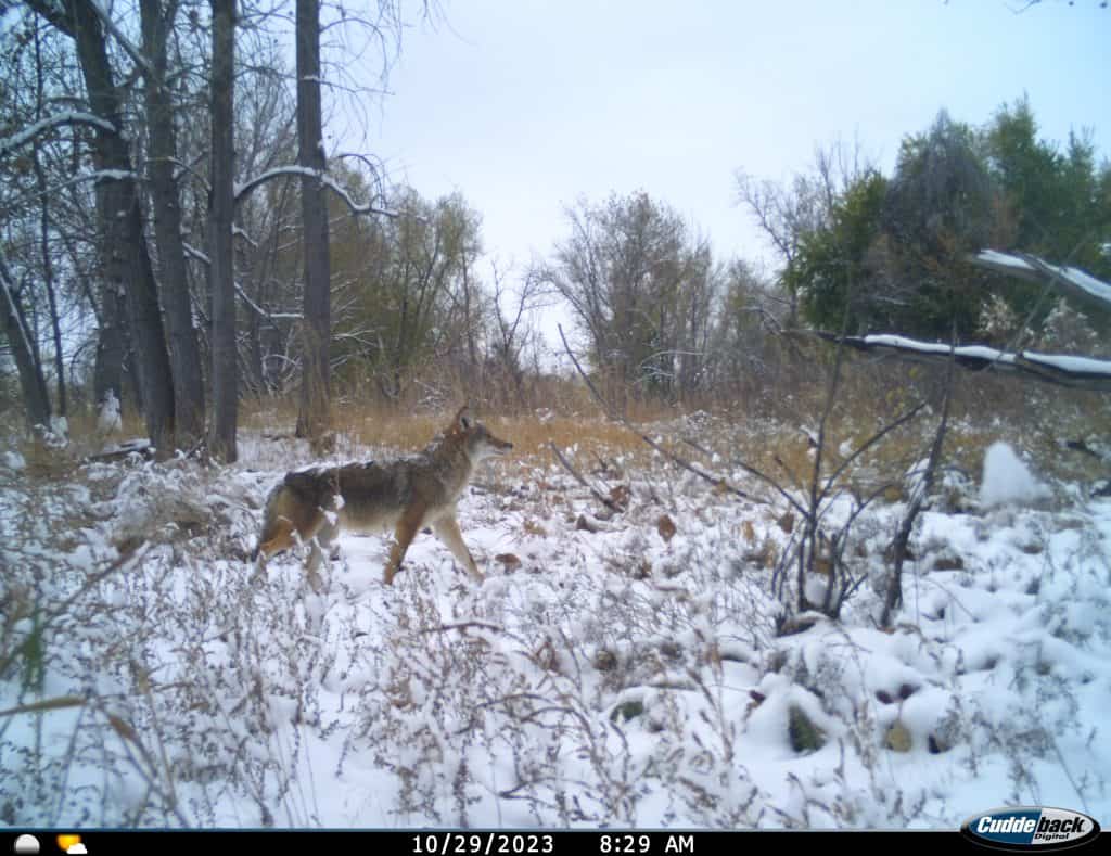 Trail camera photo of a coyote walking in the woods with snow on the ground. 